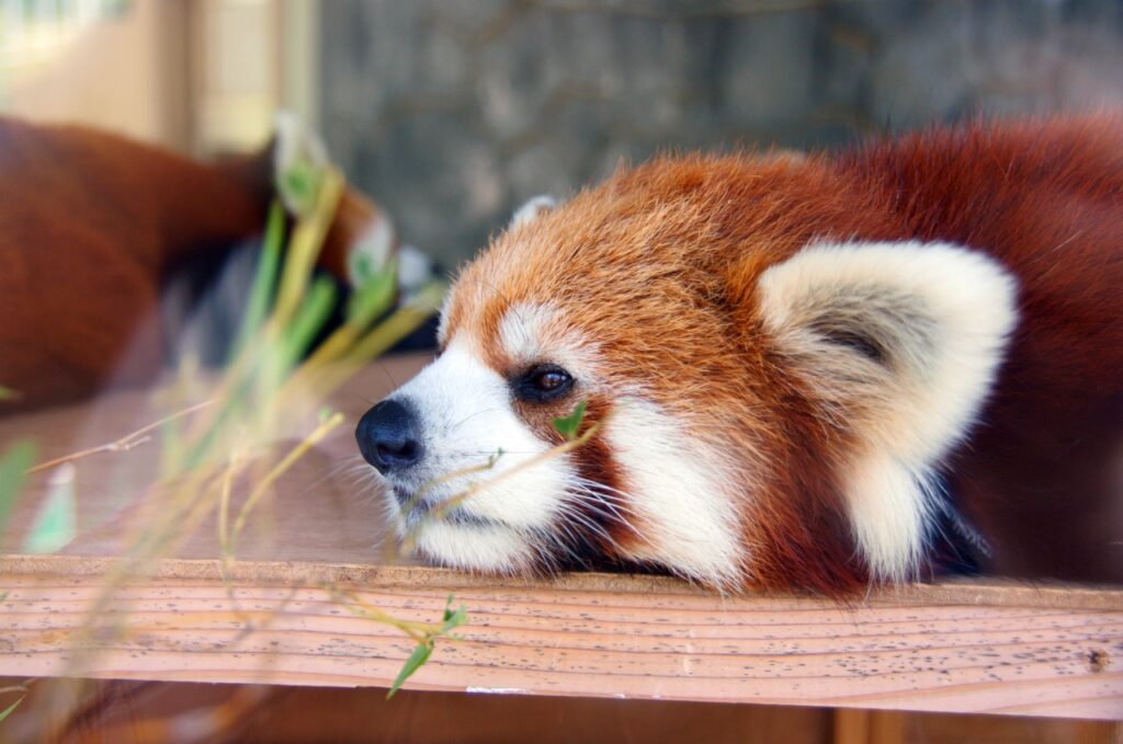 山口県 秋芳サファリパーク 子供連れ 動物ふれあい