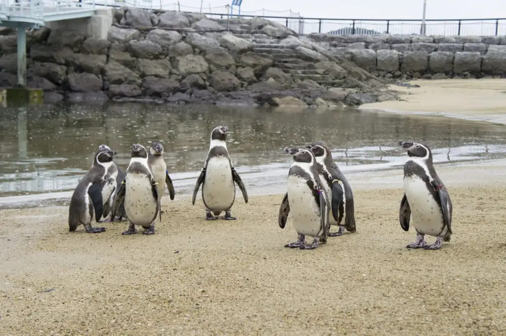 海響館のペンギン村の様子